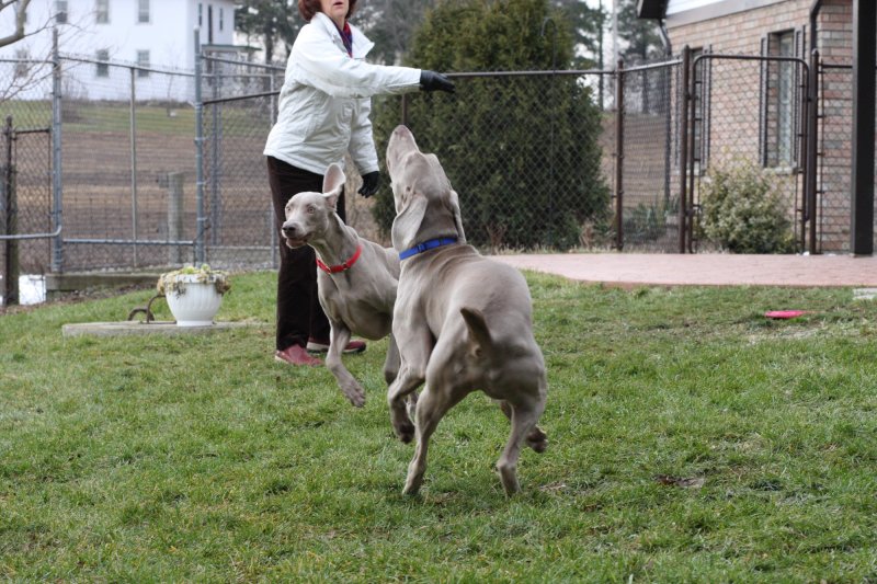 Sarge_Sophie_resized_0168.JPG