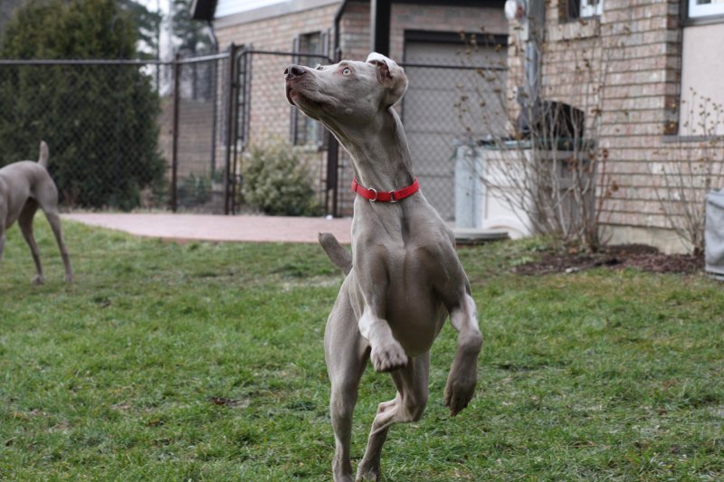 Sarge_Sophie_resized_0177.JPG