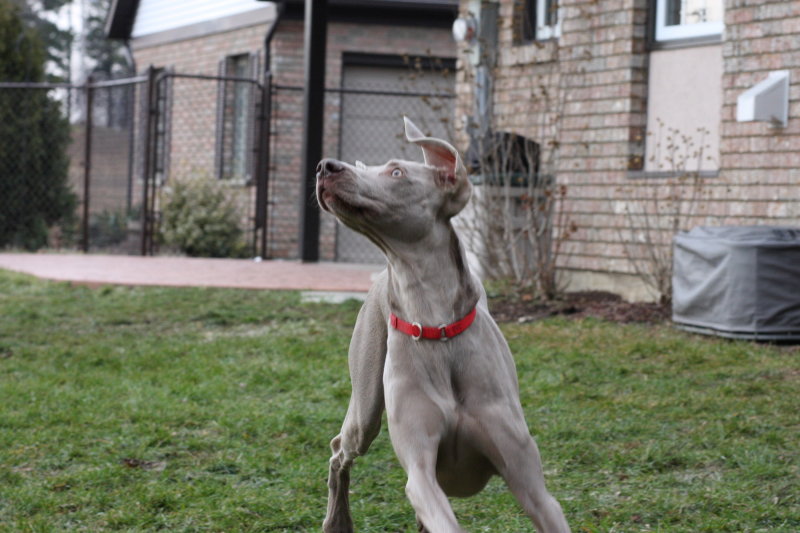 Sarge_Sophie_resized_0178.JPG