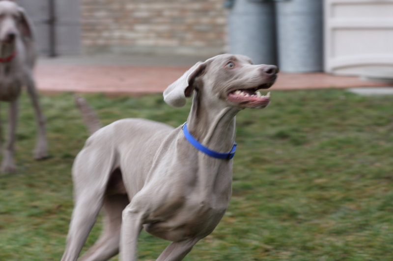 Sarge_Sophie_resized_0189.JPG