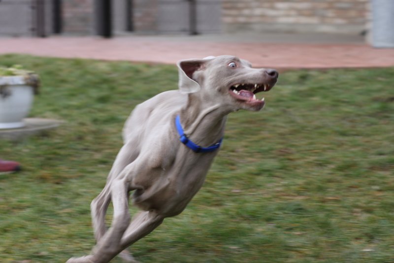 Sarge_Sophie_resized_0190.JPG