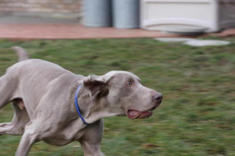 Sarge_Sophie_resized_0191.JPG