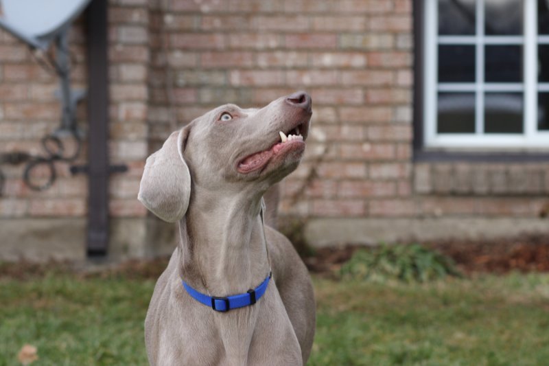 Sarge_Sophie_resized_0193.JPG