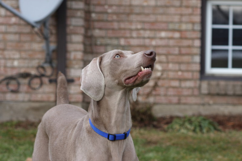 Sarge_Sophie_resized_0194.JPG