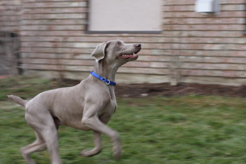 Sarge_Sophie_resized_0198.JPG