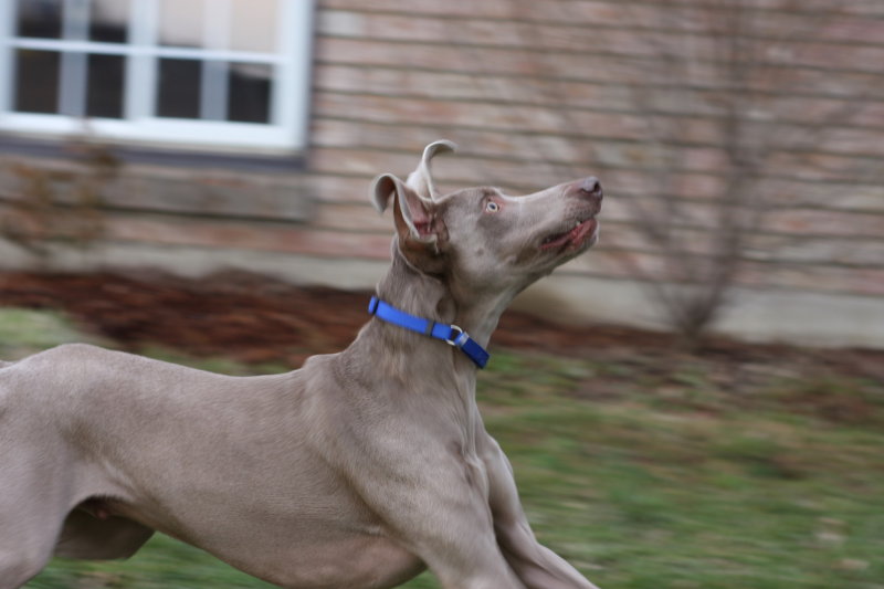 Sarge_Sophie_resized_0199.JPG
