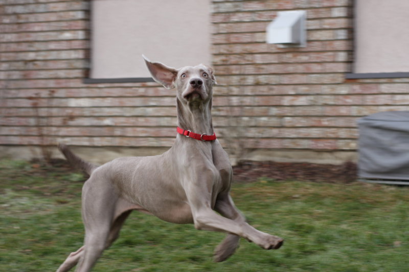 Sarge_Sophie_resized_0200.JPG