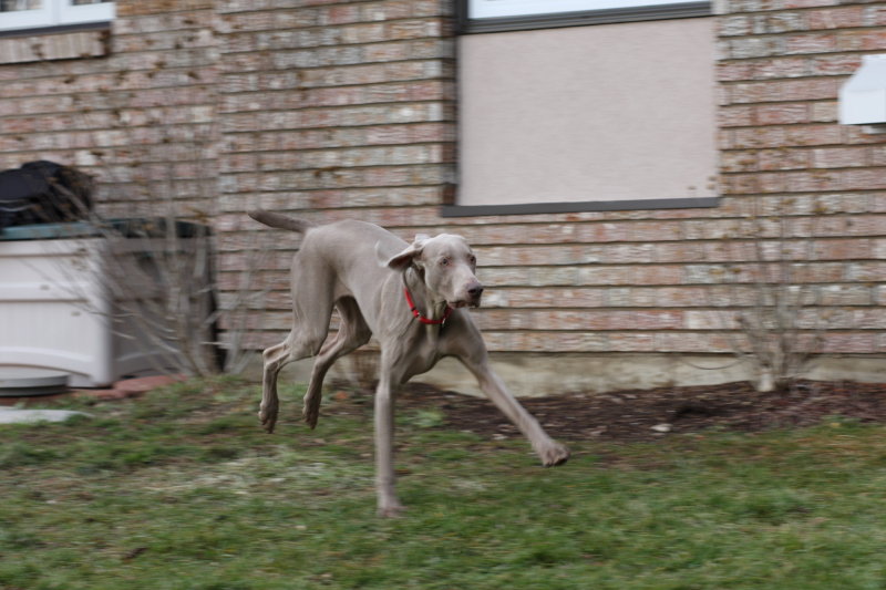 Sarge_Sophie_resized_0201.JPG