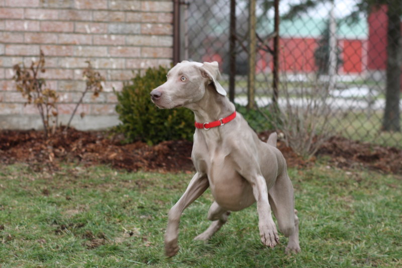 Sarge_Sophie_resized_0203.JPG