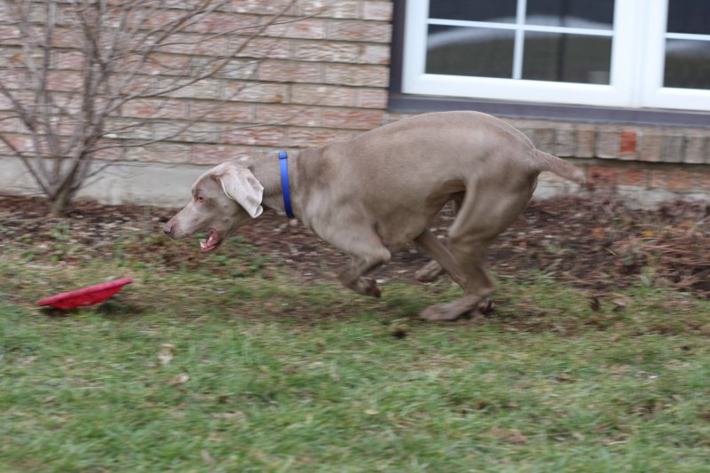 Sarge_Sophie_resized_0207.JPG