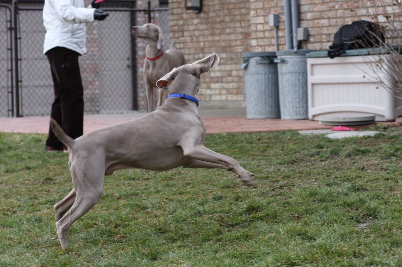 Sarge_Sophie_resized_0210.JPG