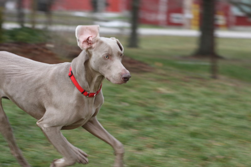 Sarge_Sophie_resized_0212.JPG