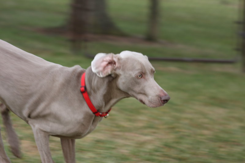 Sarge_Sophie_resized_0213.JPG