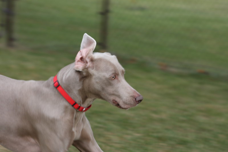 Sarge_Sophie_resized_0214.JPG