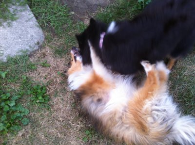 Dogfight