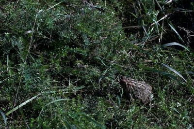 Toad in the grass.jpg