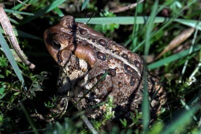 Toad in the sun.jpg