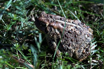 Toad up close.jpg