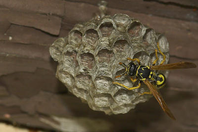 Wasp 1 cropped