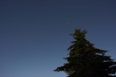 Satellite track at treetop.jpg