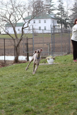 Sarge_Sophie_resized_0130.JPG