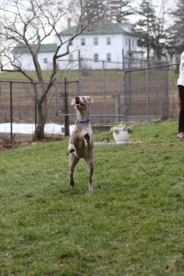 Sarge_Sophie_resized_0134.JPG