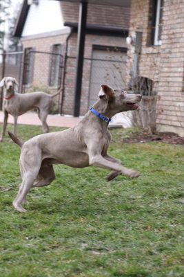 Sarge_Sophie_resized_0140.JPG