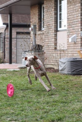 Sarge_Sophie_resized_0144.JPG