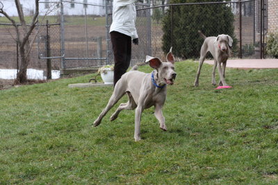 Sarge_Sophie_resized_0159.JPG