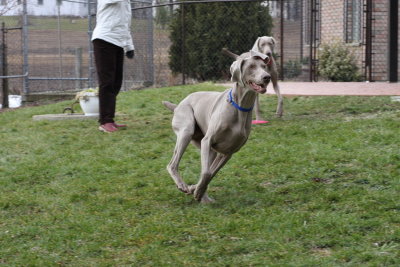 Sarge_Sophie_resized_0160.JPG