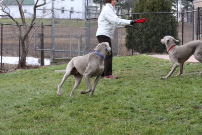 Sarge_Sophie_resized_0166.JPG
