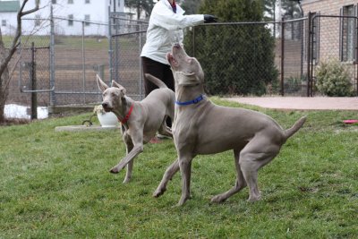 Sarge_Sophie_resized_0169.JPG