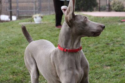 Sarge_Sophie_resized_0171.JPG
