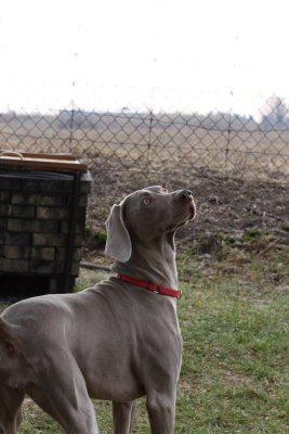 Sarge_Sophie_resized_0187.JPG