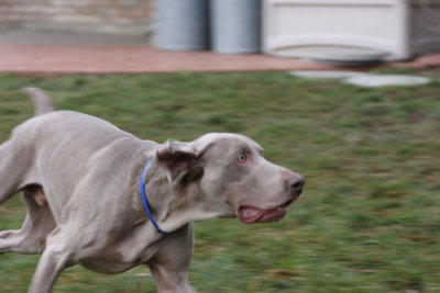 Sarge_Sophie_resized_0191.JPG