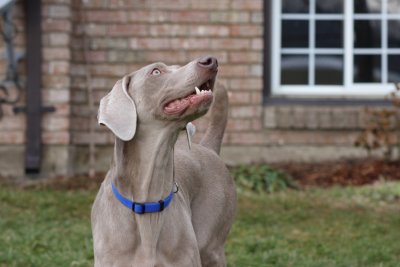 Sarge_Sophie_resized_0192.JPG