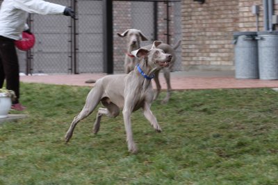 Sarge_Sophie_resized_0196.JPG
