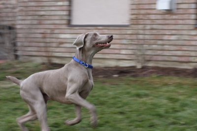 Sarge_Sophie_resized_0198.JPG