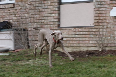 Sarge_Sophie_resized_0201.JPG