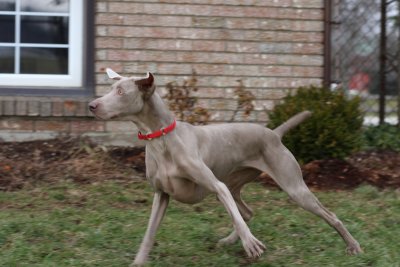 Sarge_Sophie_resized_0202.JPG