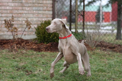 Sarge_Sophie_resized_0203.JPG