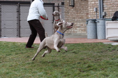 Sarge_Sophie_resized_0204.JPG