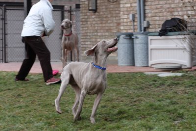 Sarge_Sophie_resized_0205.JPG
