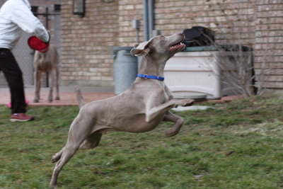 Sarge_Sophie_resized_0206.JPG