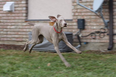 Sarge_Sophie_resized_0208.JPG
