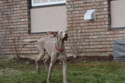 Sarge_Sophie_resized_0209.JPG