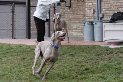 Sarge_Sophie_resized_0211.JPG