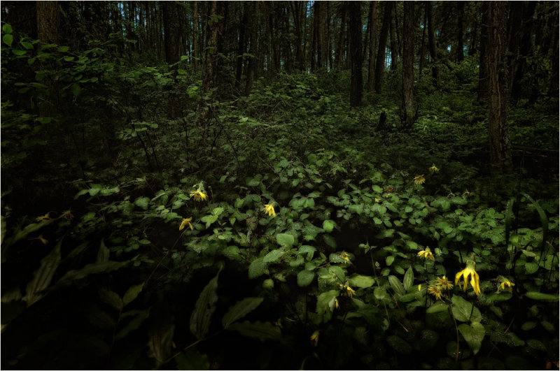 Forest Gloom