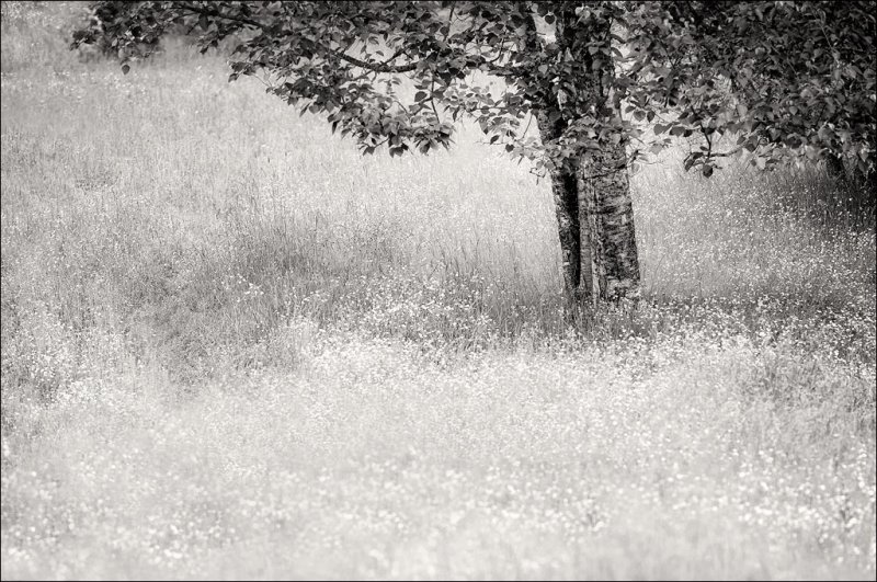 Buttercups