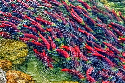 Salmon in a herd
